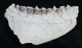 Oreodont (Merycoidodon) Jaw Section - Nebraska #10517-2